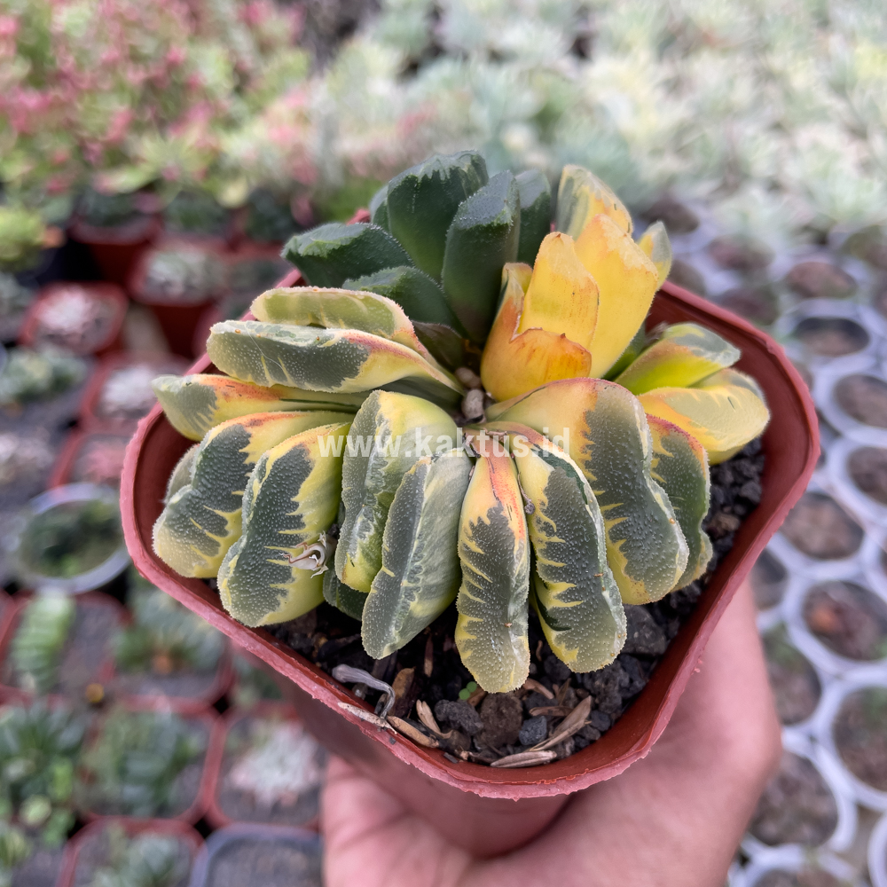 810. Haworthia Truncata Maughanii Variegated Cluster - Image 3