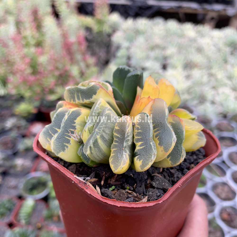 810. Haworthia Truncata Maughanii Variegated Cluster - Image 7