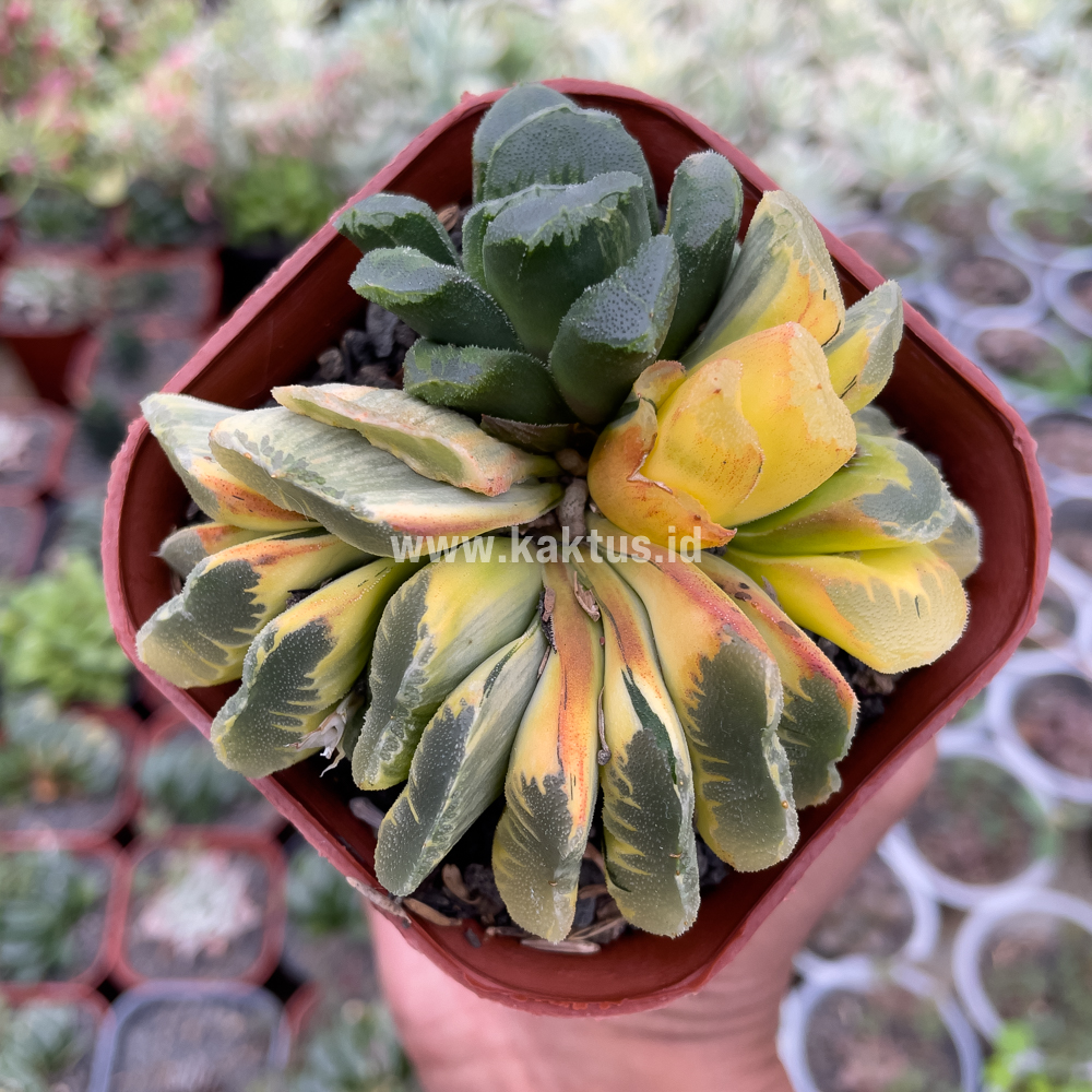 810. Haworthia Truncata Maughanii Variegated Cluster - Image 4