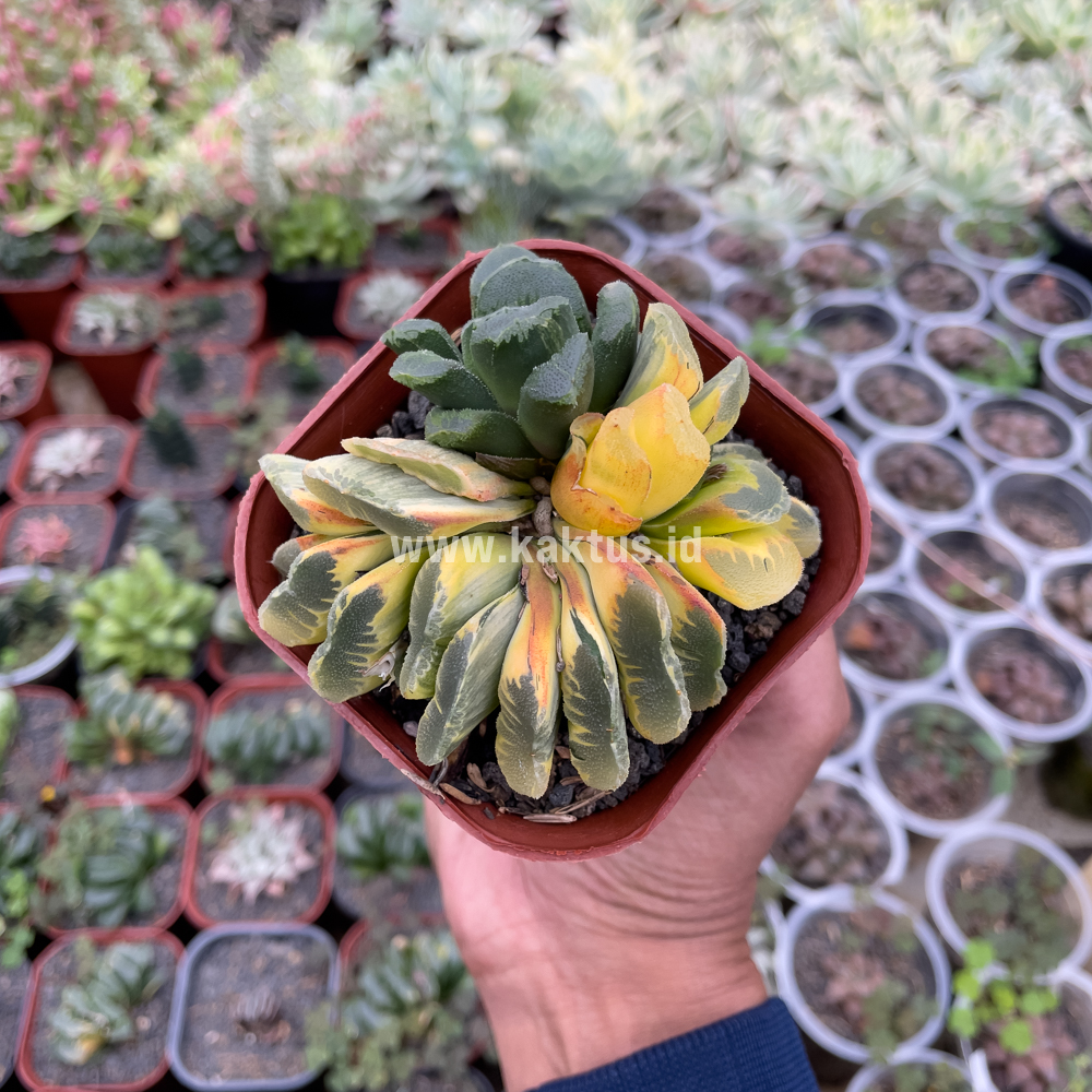 810. Haworthia Truncata Maughanii Variegated Cluster - Image 5