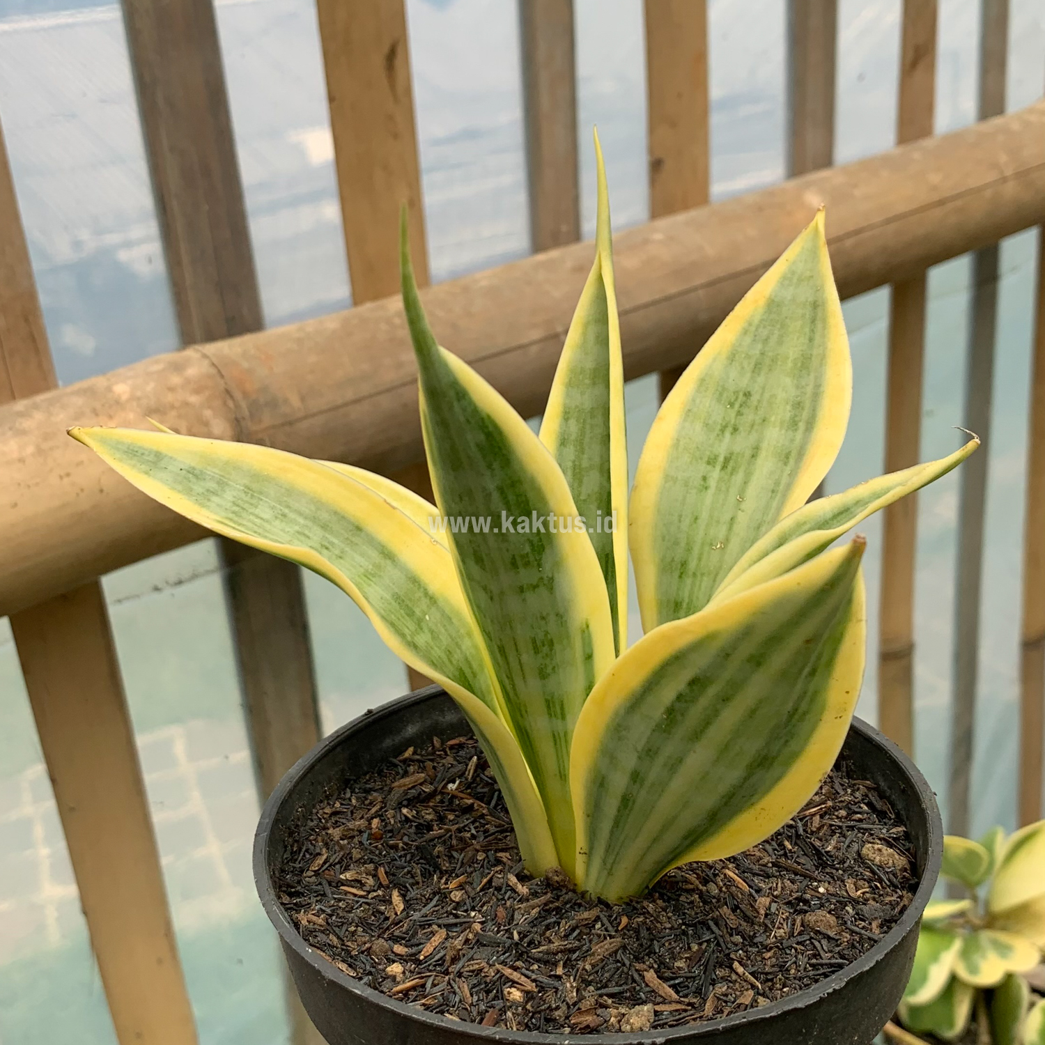812. Sansevieria Yellow Stripe - Image 10