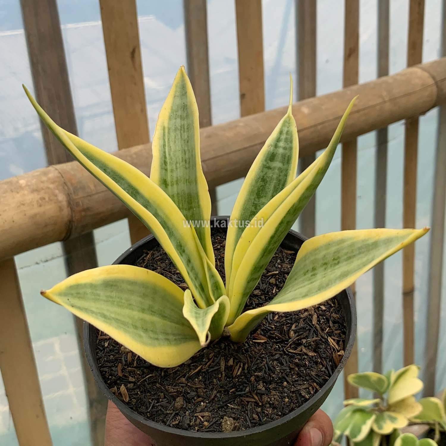 812. Sansevieria Yellow Stripe - Image 8