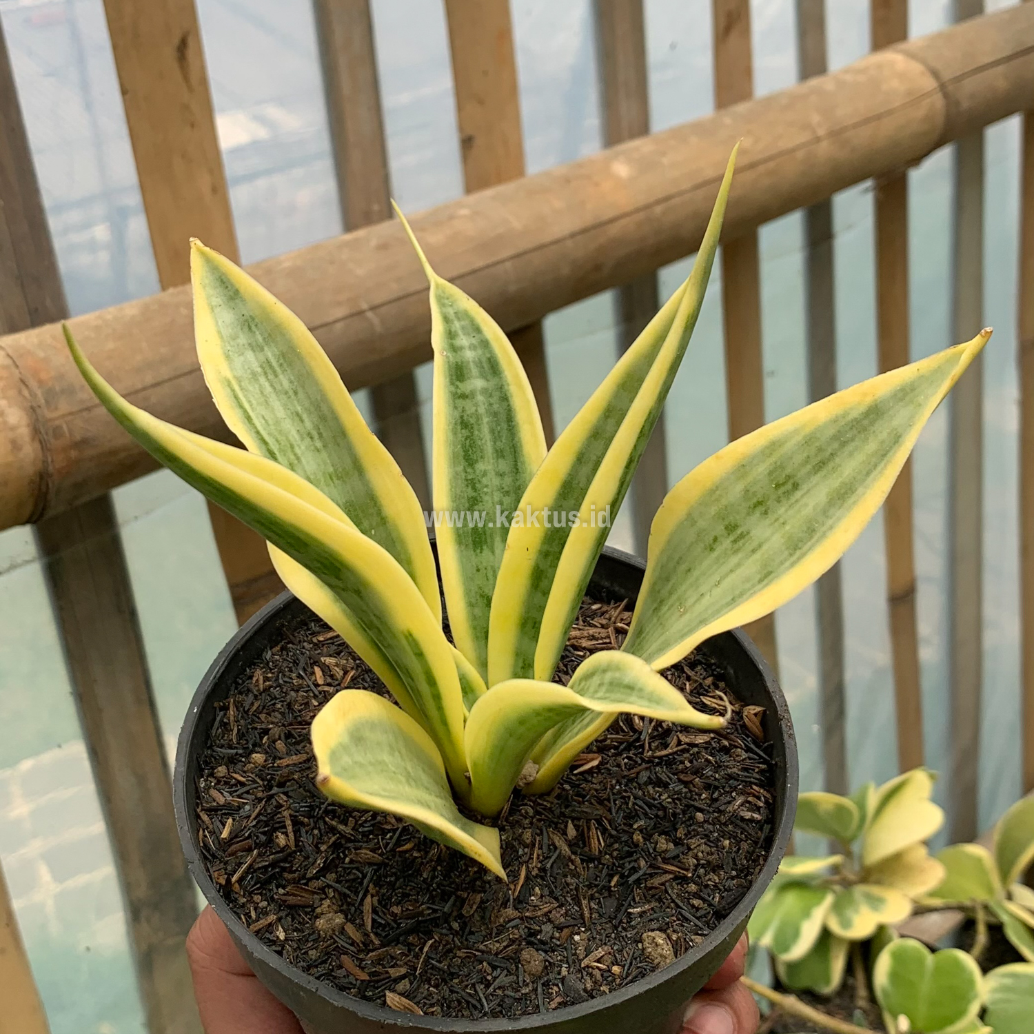 812. Sansevieria Yellow Stripe - Image 6