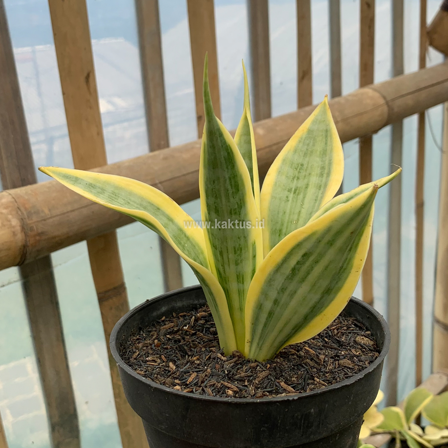 812. Sansevieria Yellow Stripe - Image 4