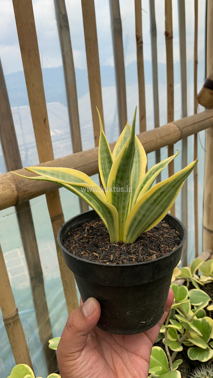 812. Sansevieria Yellow Stripe - Image 2