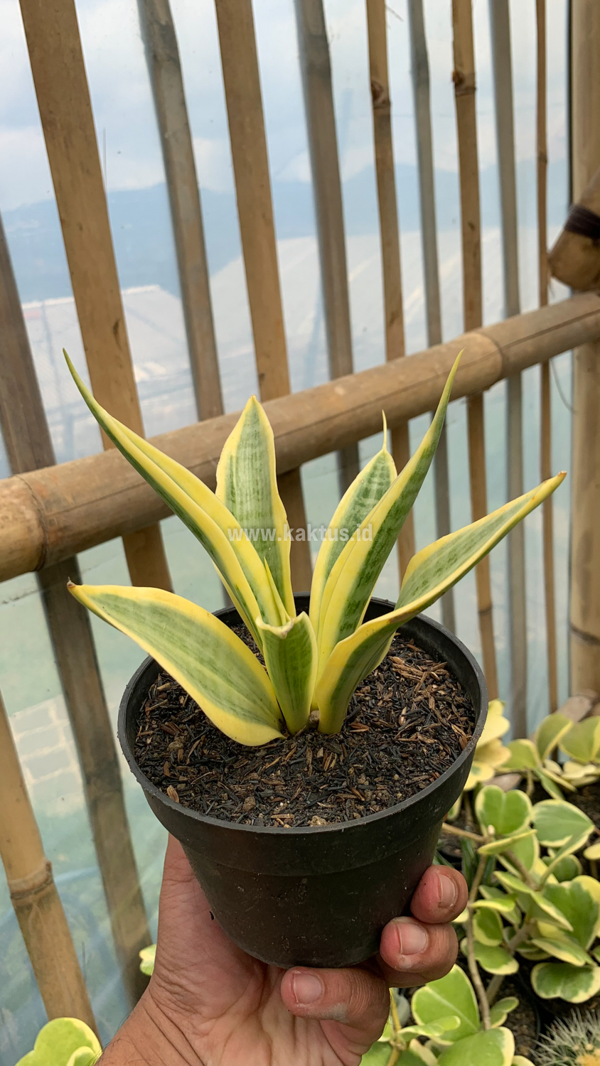 812. Sansevieria Yellow Stripe - Image 11