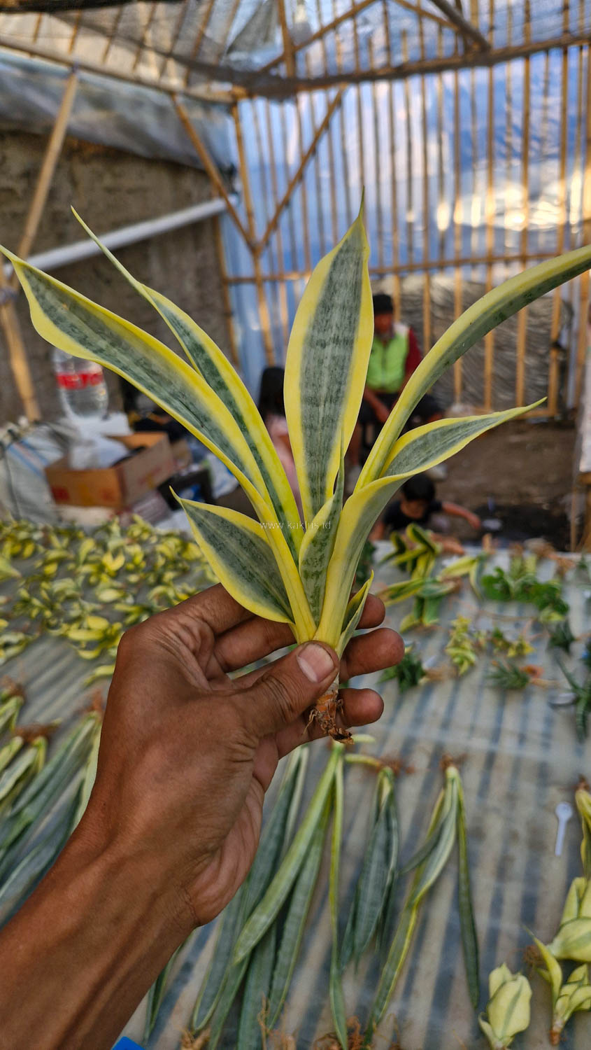 812. Sansevieria Yellow Stripe - Image 5