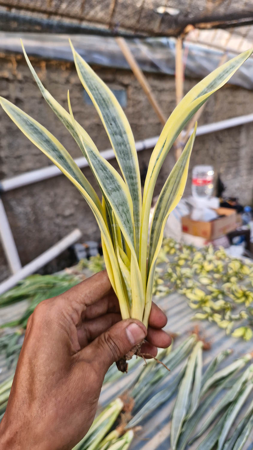 812. Sansevieria Yellow Stripe - Image 3