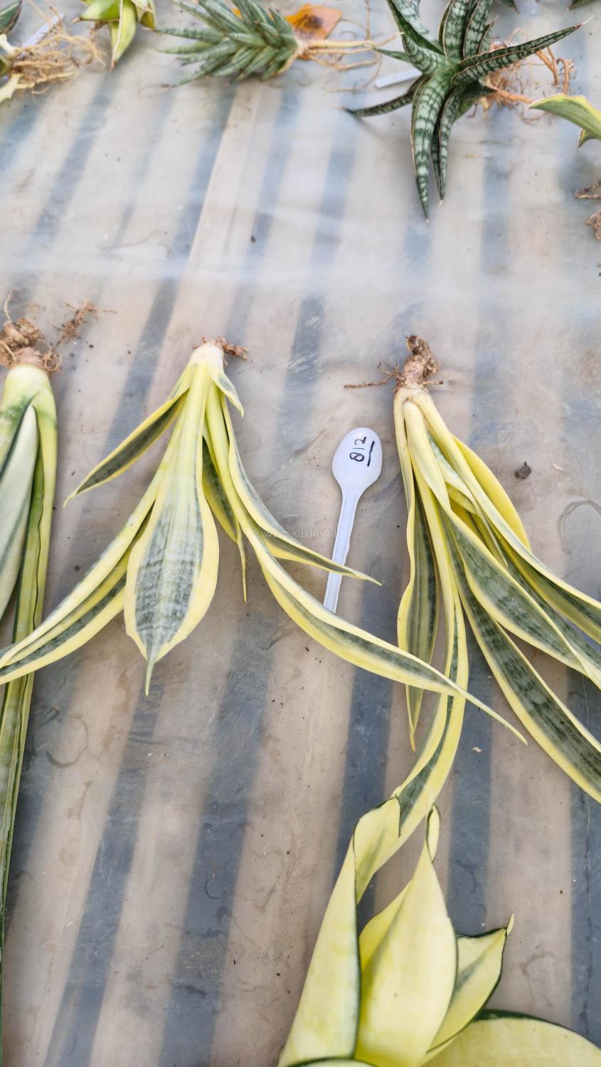 812. Sansevieria Yellow Stripe - Image 7