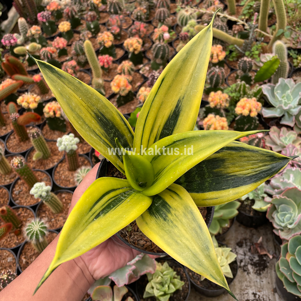 813. Sansevieria Gold Flame - Image 4