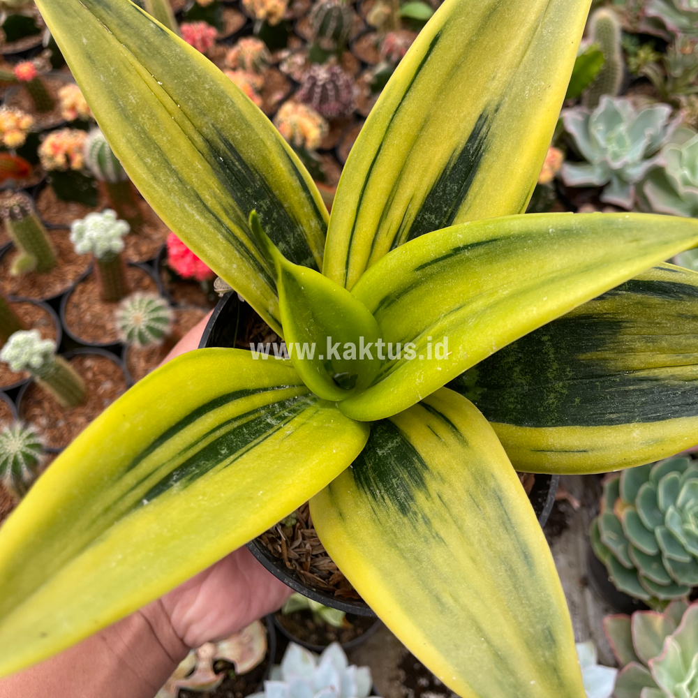 813. Sansevieria Gold Flame - Image 2