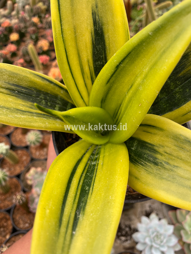 813. Sansevieria Gold Flame - Image 5