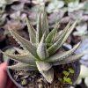 815. Haworthia Pumila Silver Variegated