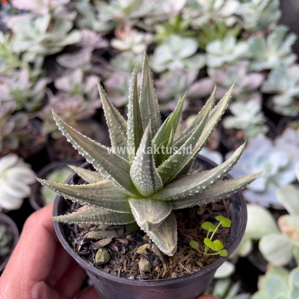 815. Haworthia Pumila Silver Variegated - Image 3