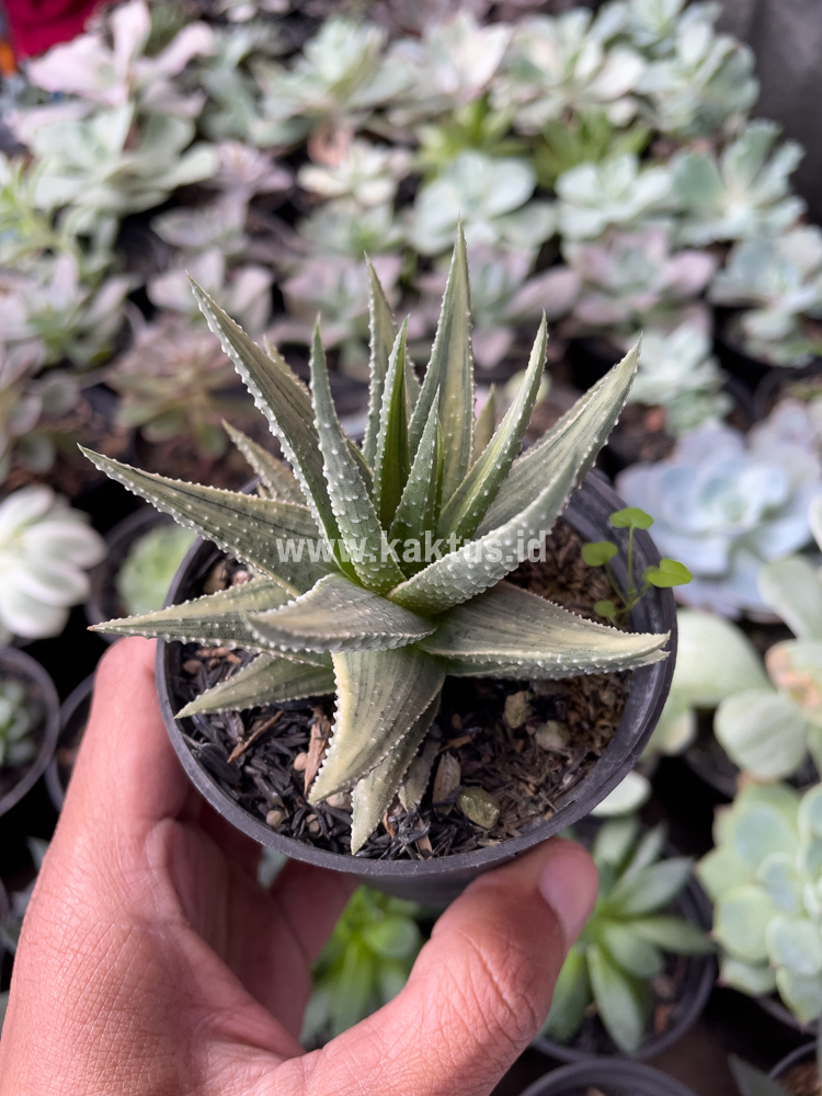 815. Haworthia Pumila Silver Variegated - Image 4