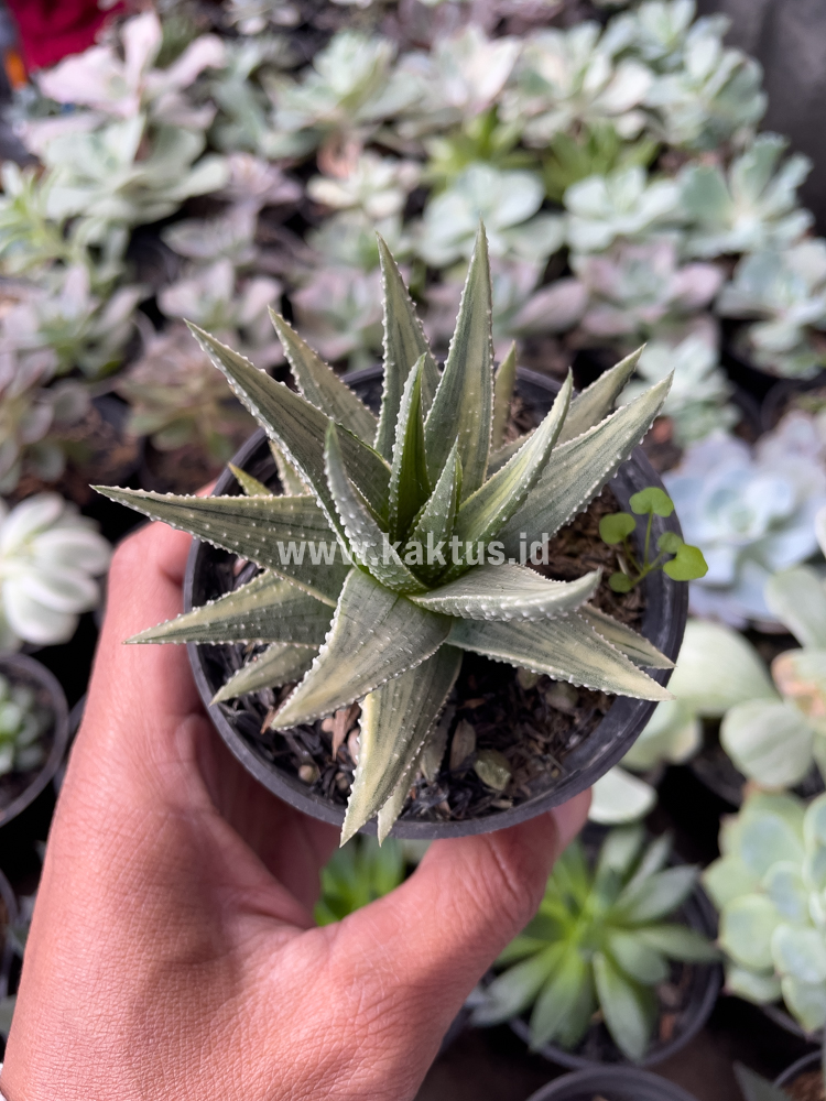 815. Haworthia Pumila Silver Variegated - Image 5