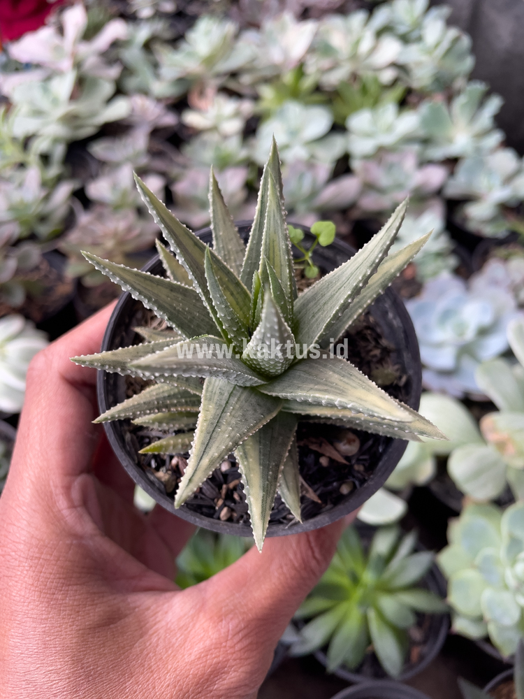 815. Haworthia Pumila Silver Variegated - Image 6