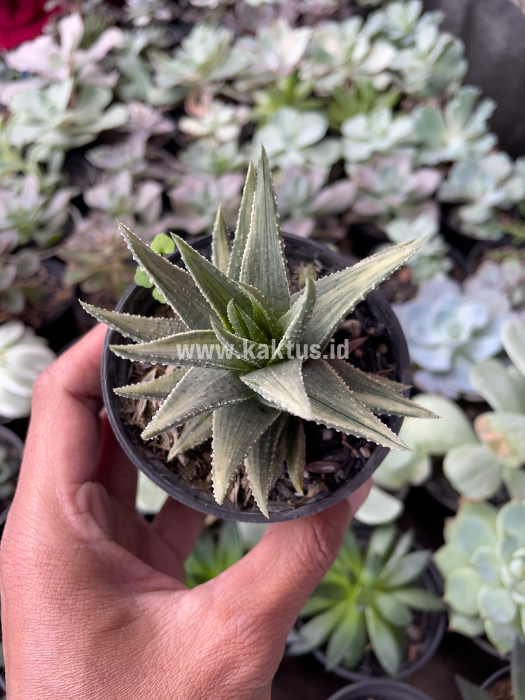 815. Haworthia Pumila Silver Variegated - Image 7