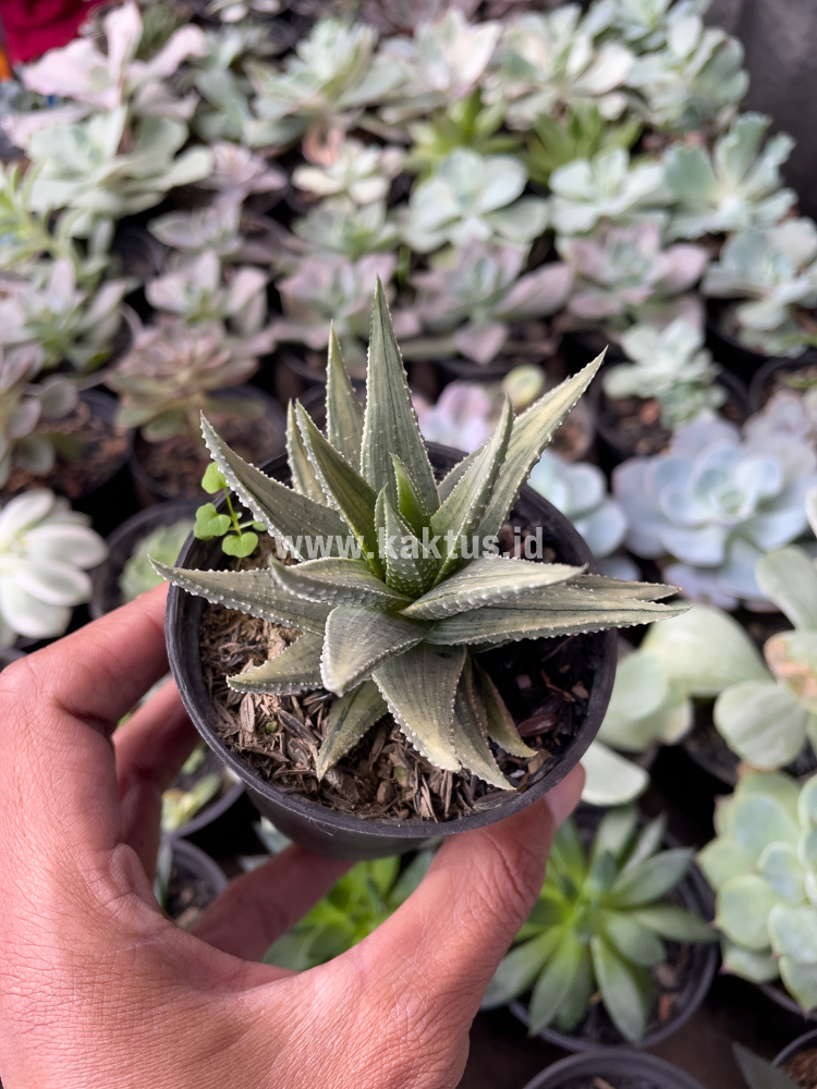 815. Haworthia Pumila Silver Variegated - Image 2