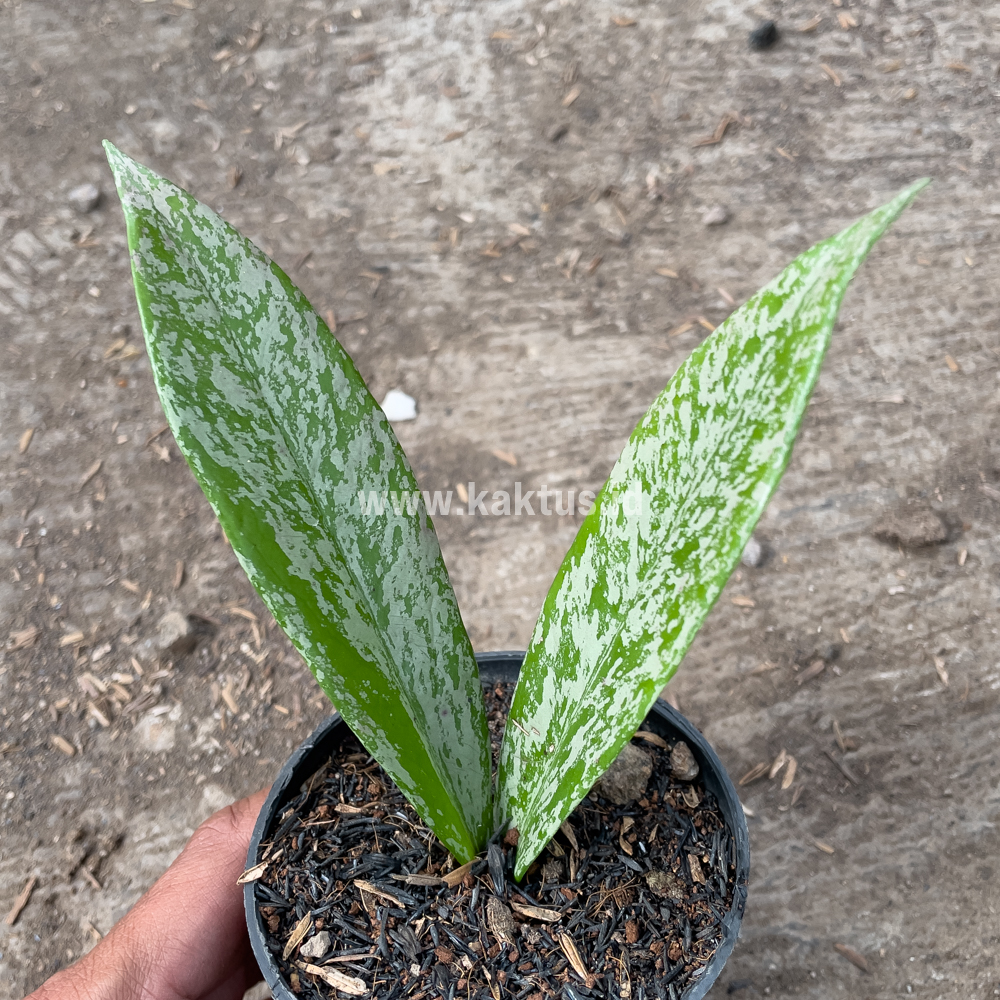 818. Hoya Pubicalyx Splash - Image 5