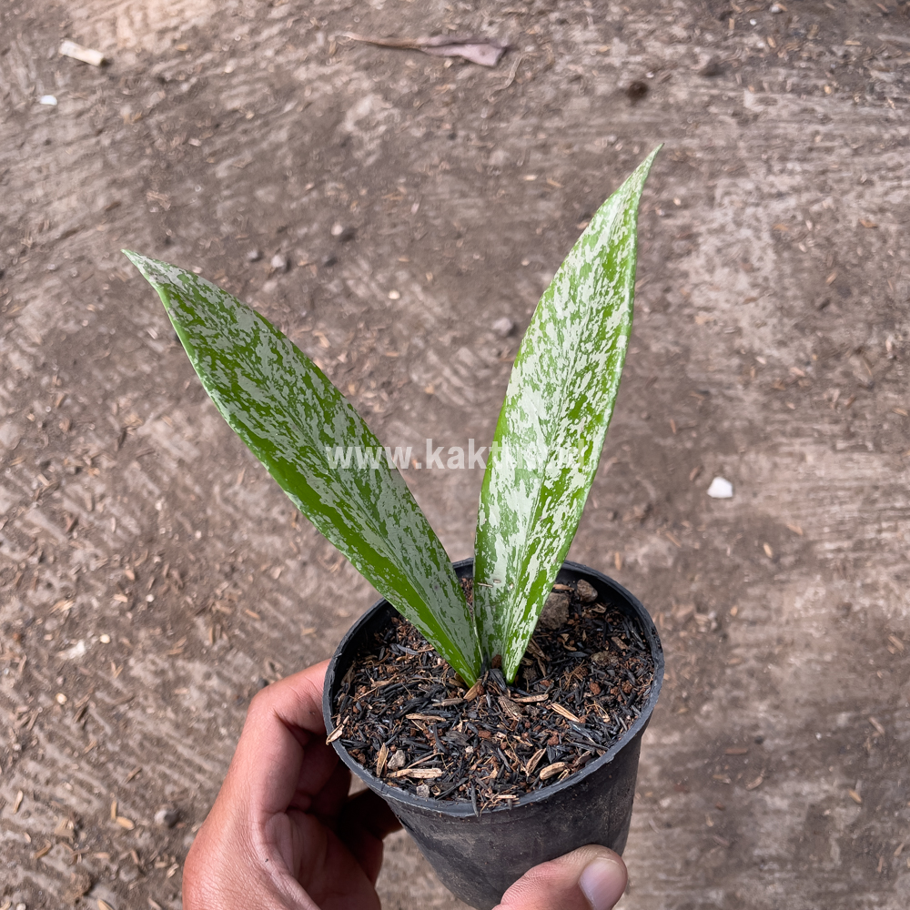 818. Hoya Pubicalyx Splash - Image 2