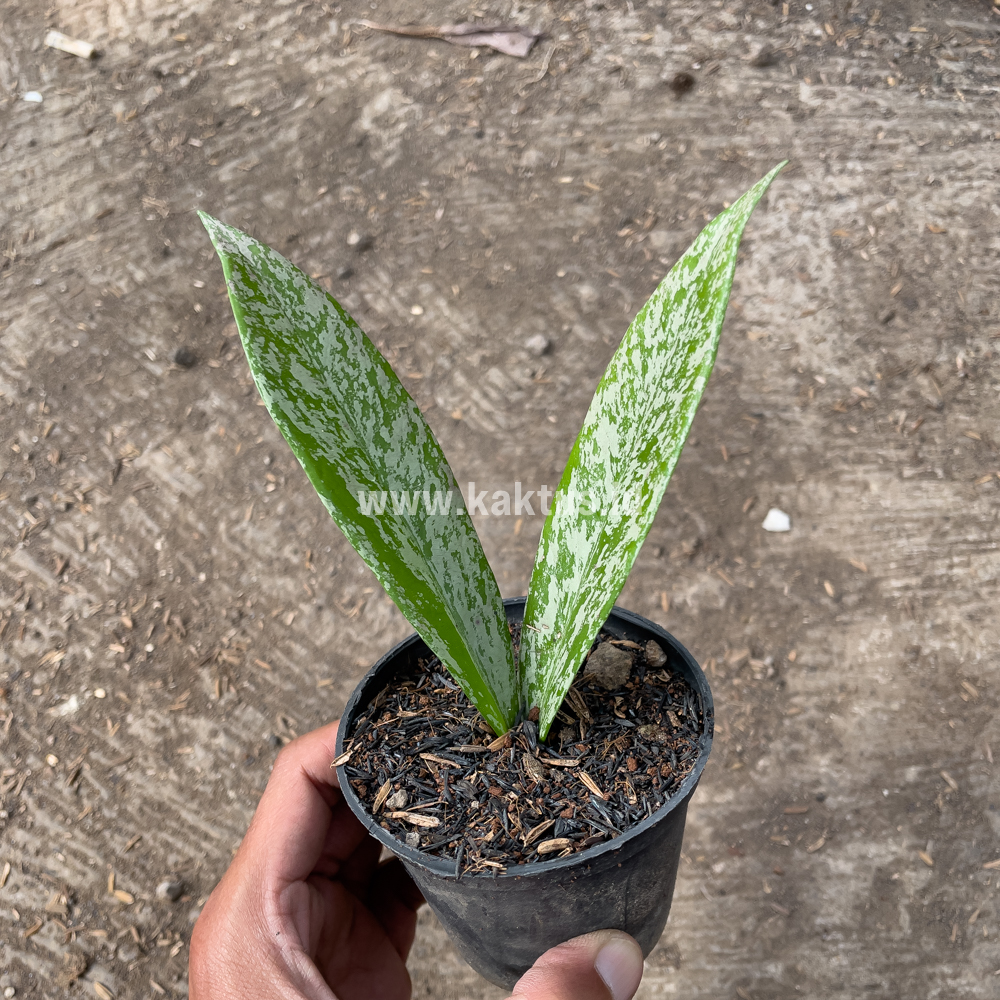 818. Hoya Pubicalyx Splash - Image 9