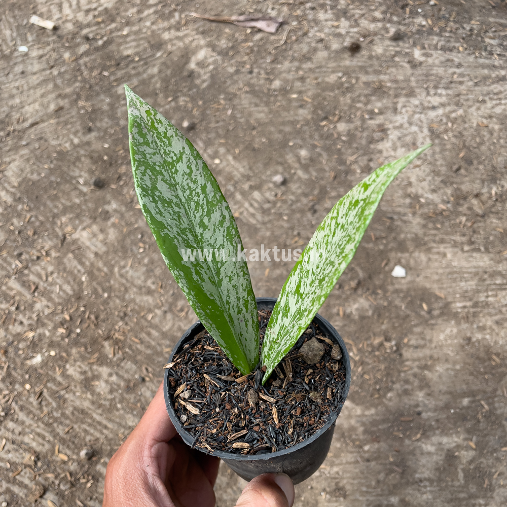 818. Hoya Pubicalyx Splash - Image 8
