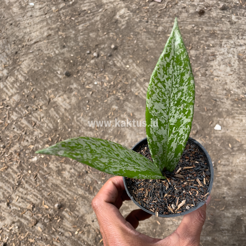 818. Hoya Pubicalyx Splash - Image 7