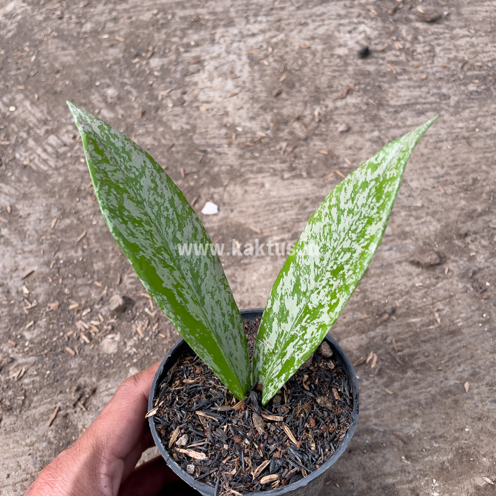 818. Hoya Pubicalyx Splash - Image 6