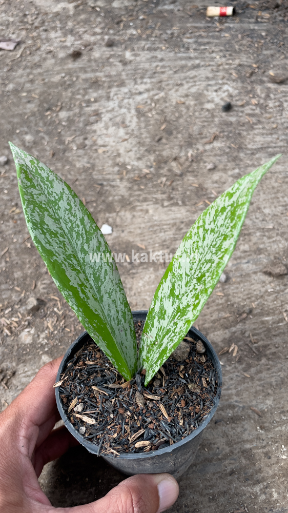 818. Hoya Pubicalyx Splash - Image 4