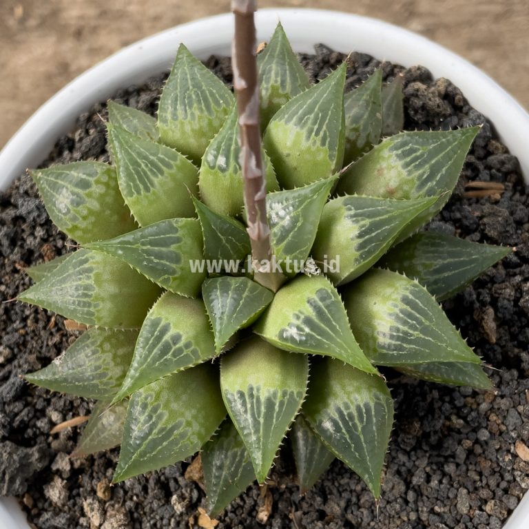 819. Haworthia Pygmaea M. B. Bayer