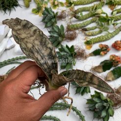Alternative view of 821. Sansevieria Kirkii Brown
