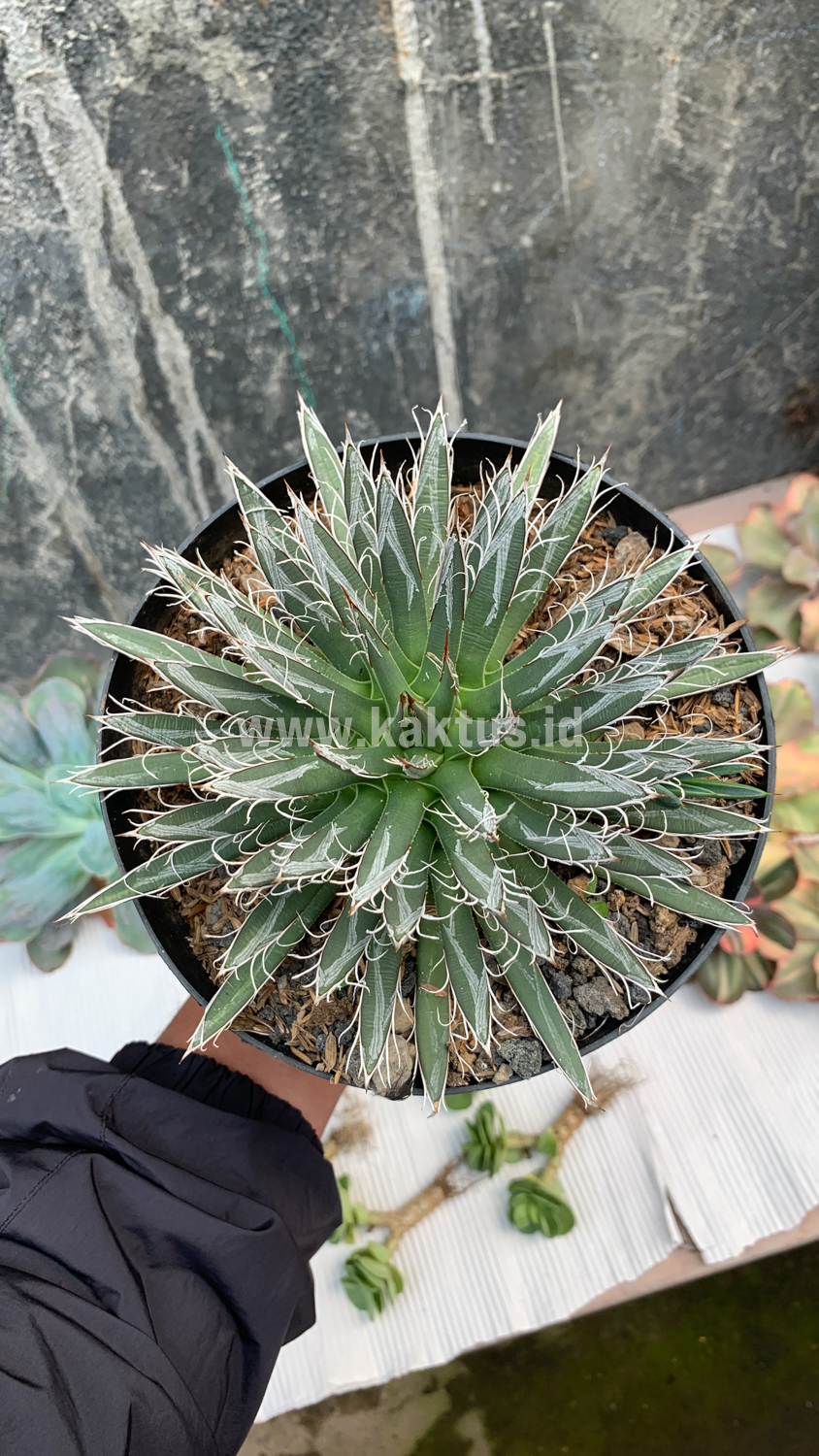 822. Agave Toumeyana - Image 7