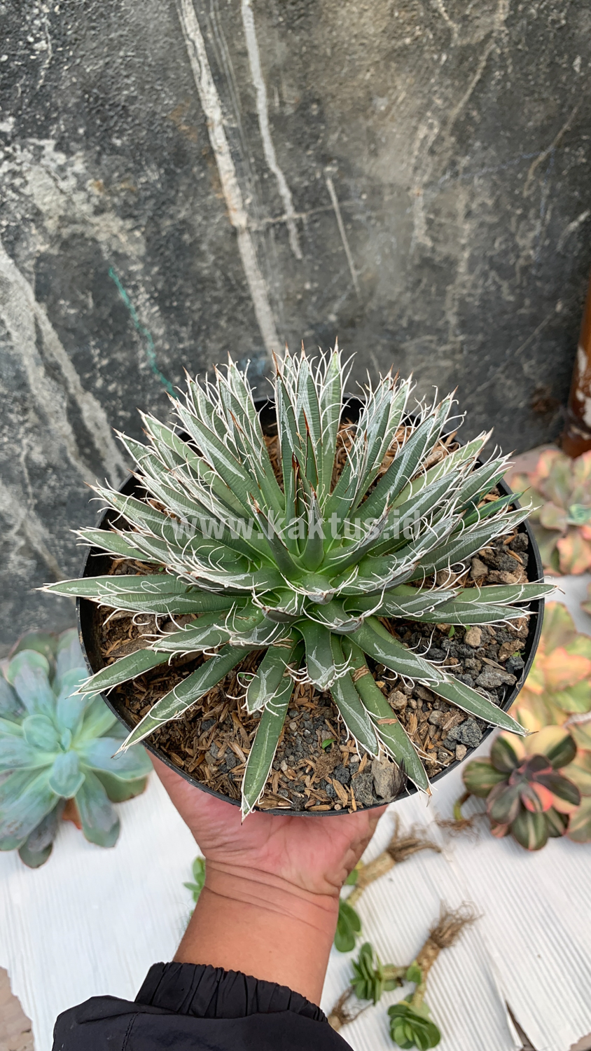 822. Agave Toumeyana - Image 6