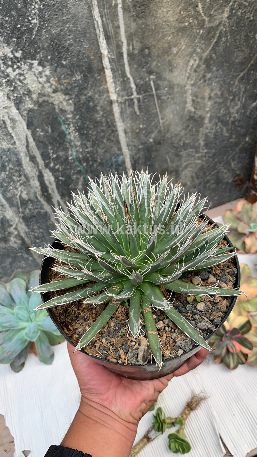 822. Agave Toumeyana - Image 5