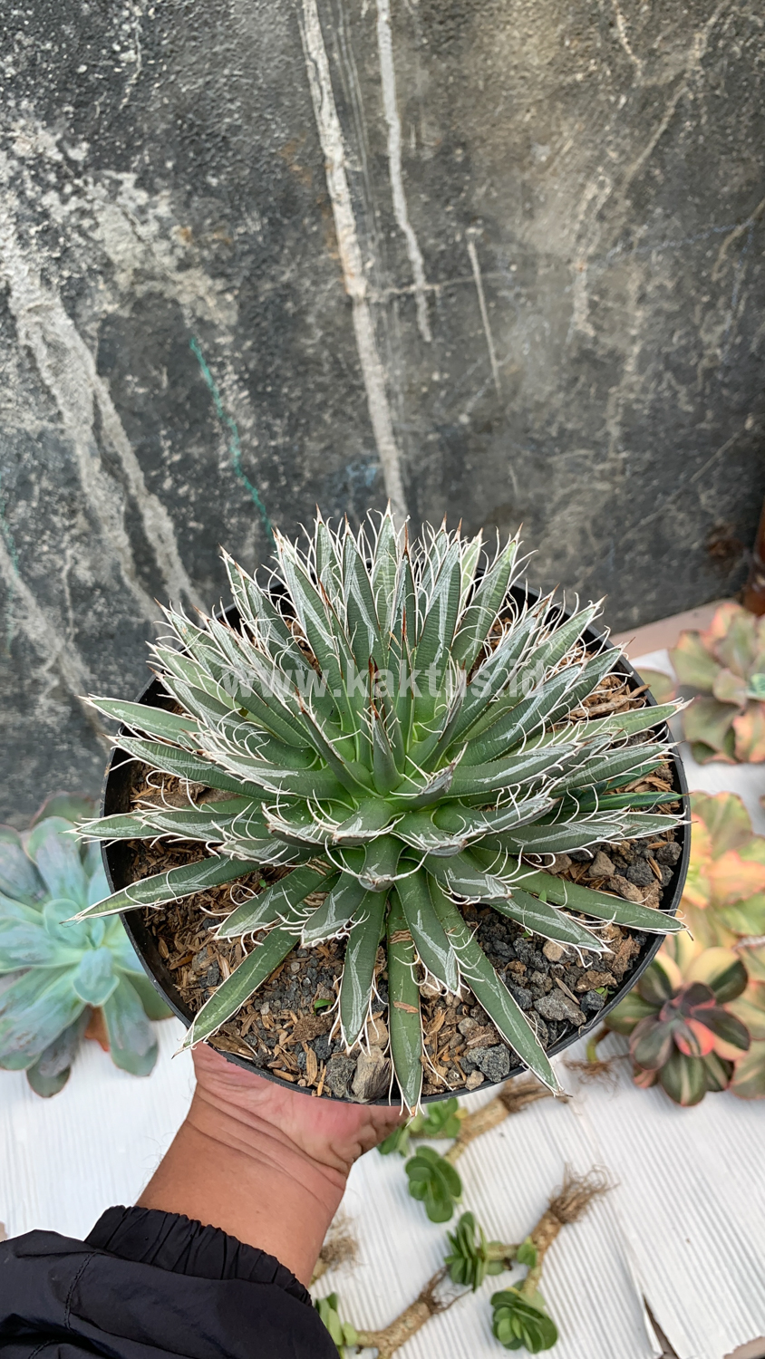 822. Agave Toumeyana - Image 4