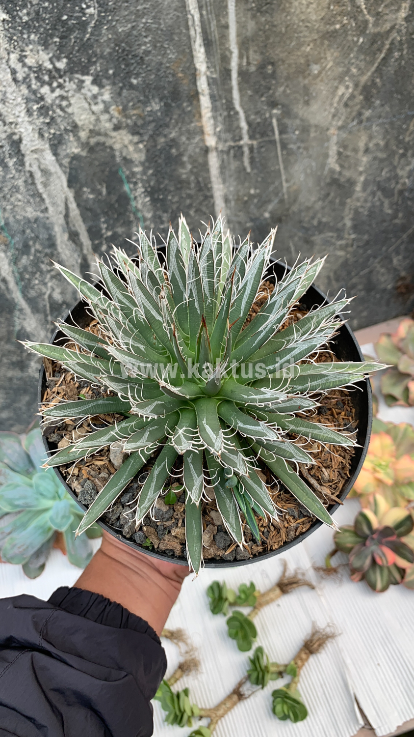 822. Agave Toumeyana - Image 3