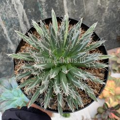 Alternative view of 822. Agave Toumeyana