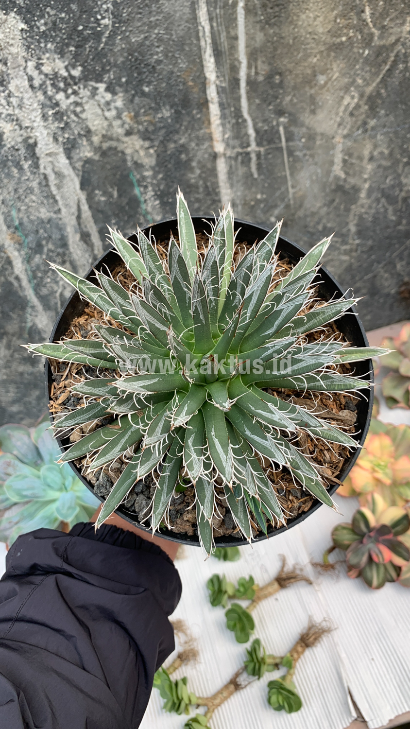 822. Agave Toumeyana - Image 2