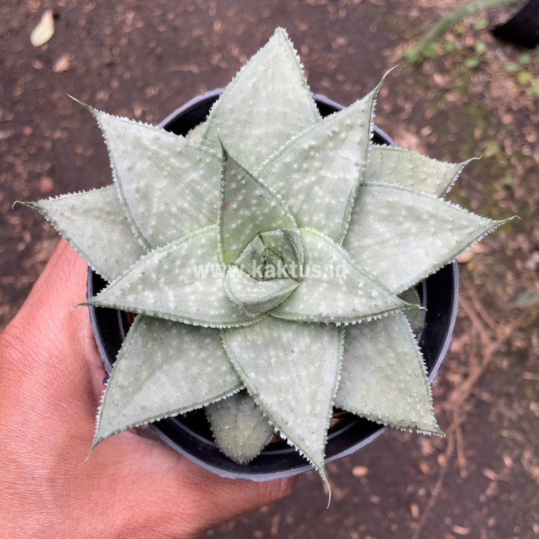 823. Gasteraloe Super Silver