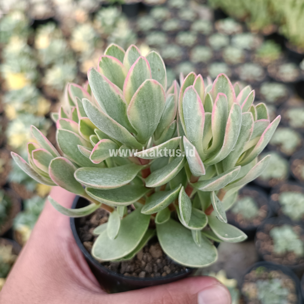824. Kalanchoe Rotundifolia Variegated - Image 3