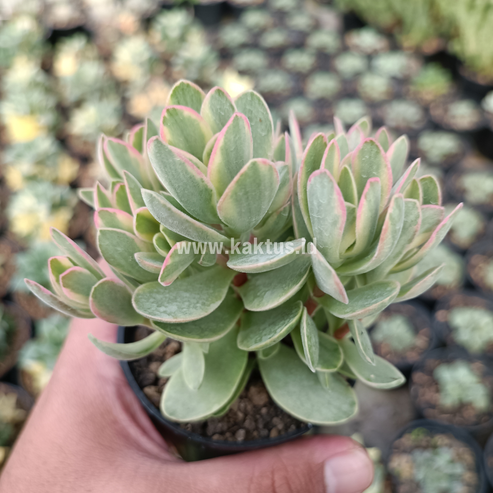 824. Kalanchoe Rotundifolia Variegated - Image 4