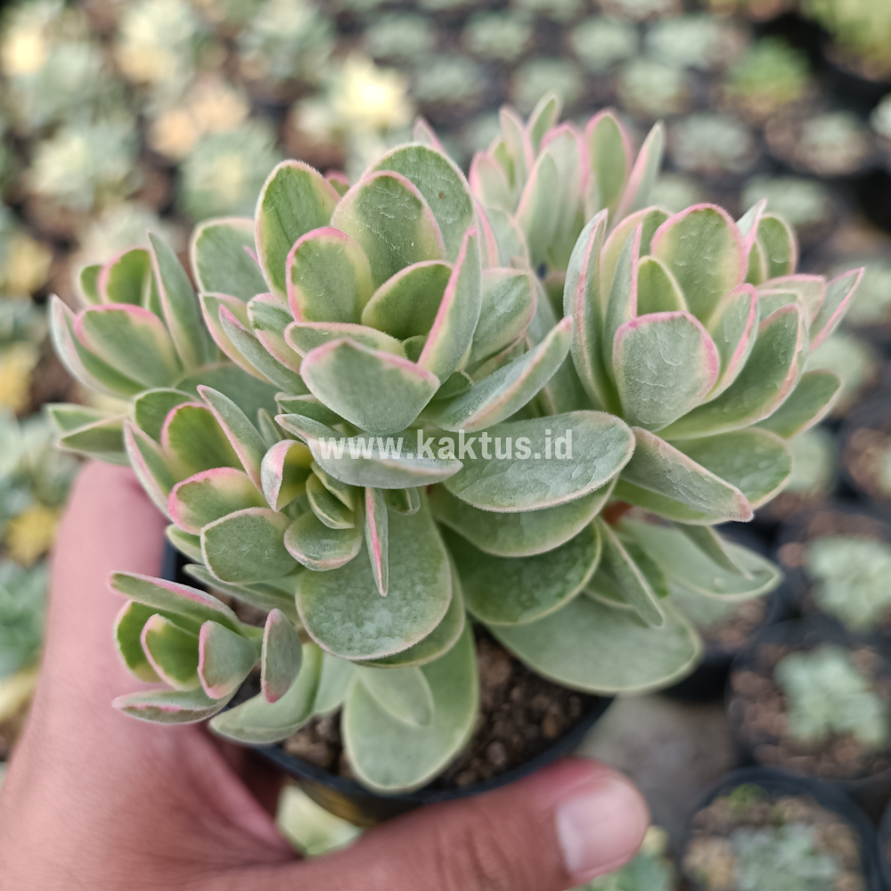 824. Kalanchoe Rotundifolia Variegated - Image 5