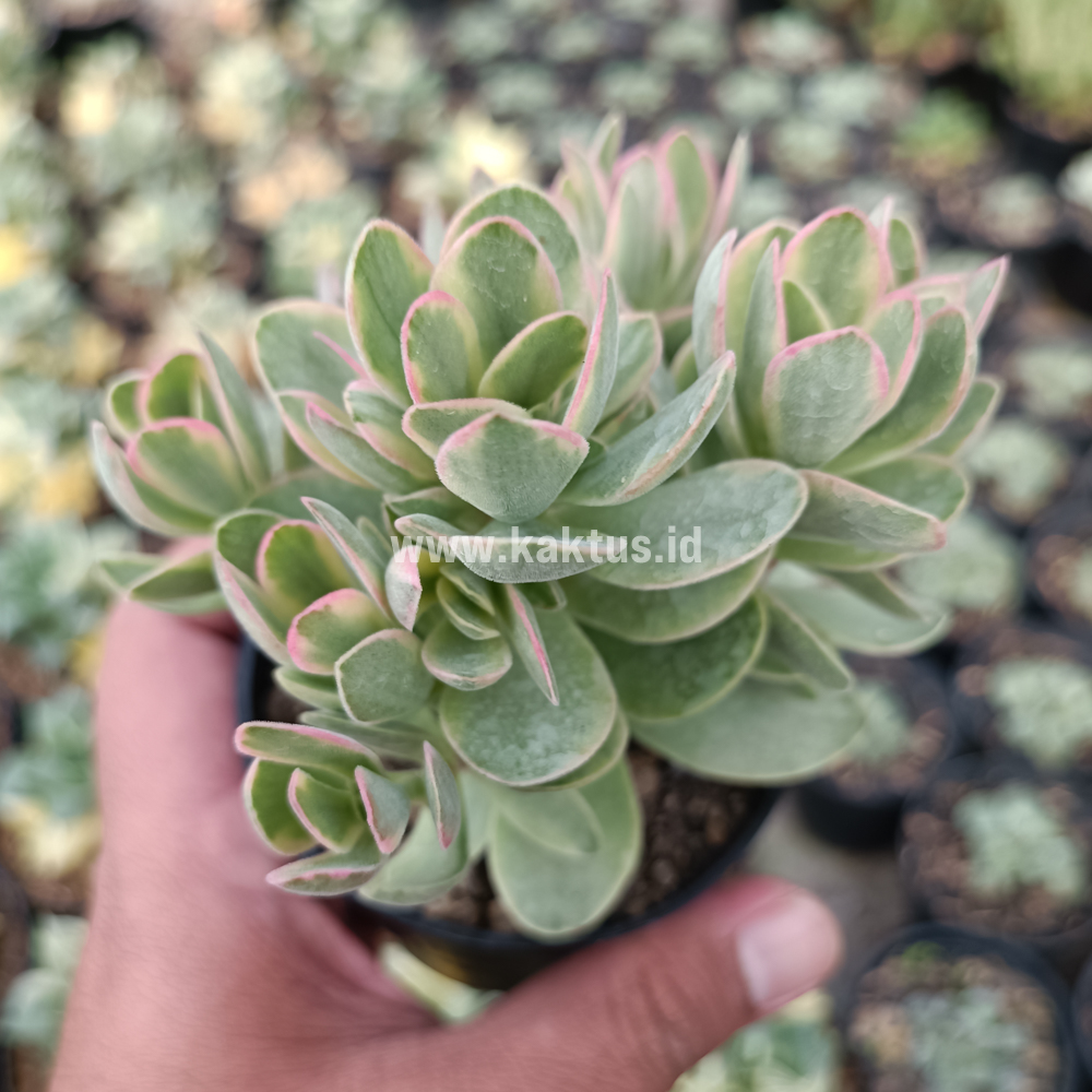 824. Kalanchoe Rotundifolia Variegated - Image 6