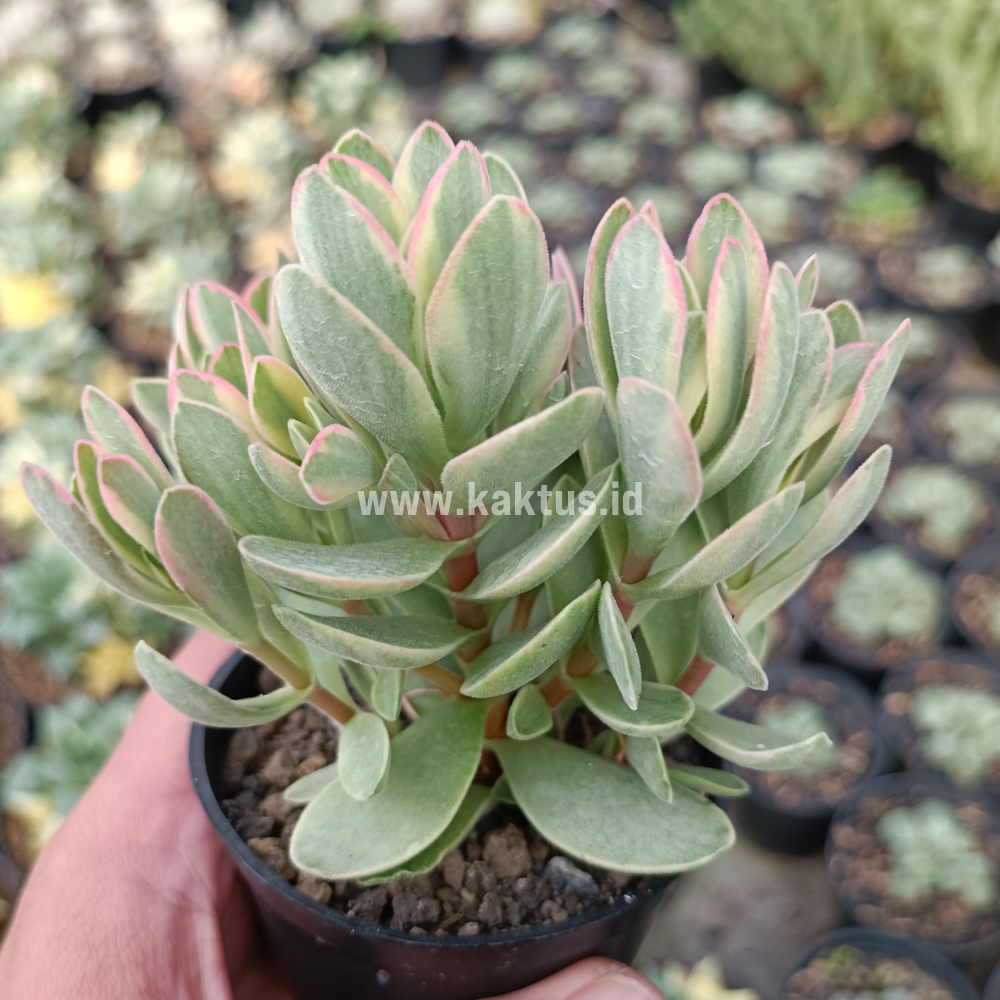 824. Kalanchoe Rotundifolia Variegated - Image 7