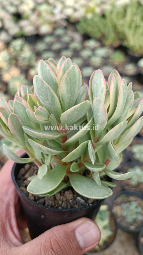 824. Kalanchoe Rotundifolia Variegated - Image 2