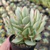 824. Kalanchoe Rotundifolia Variegated