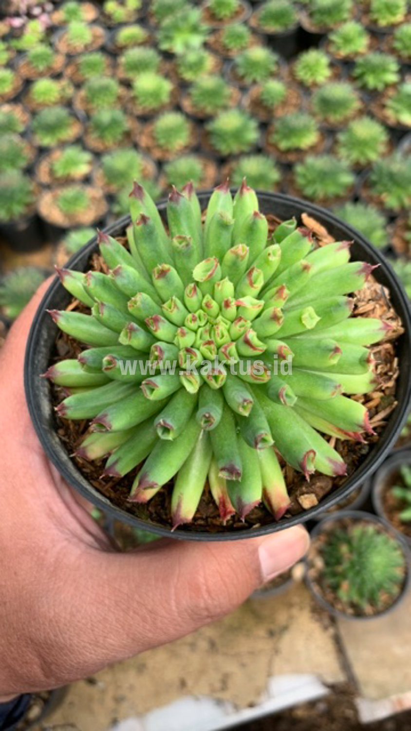 825. Sempervivum Tectorum Oddity - Image 7