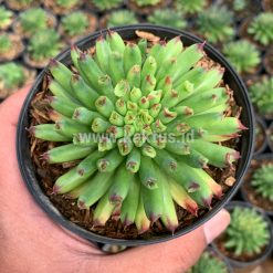 Alternative view of 825. Sempervivum Tectorum Oddity