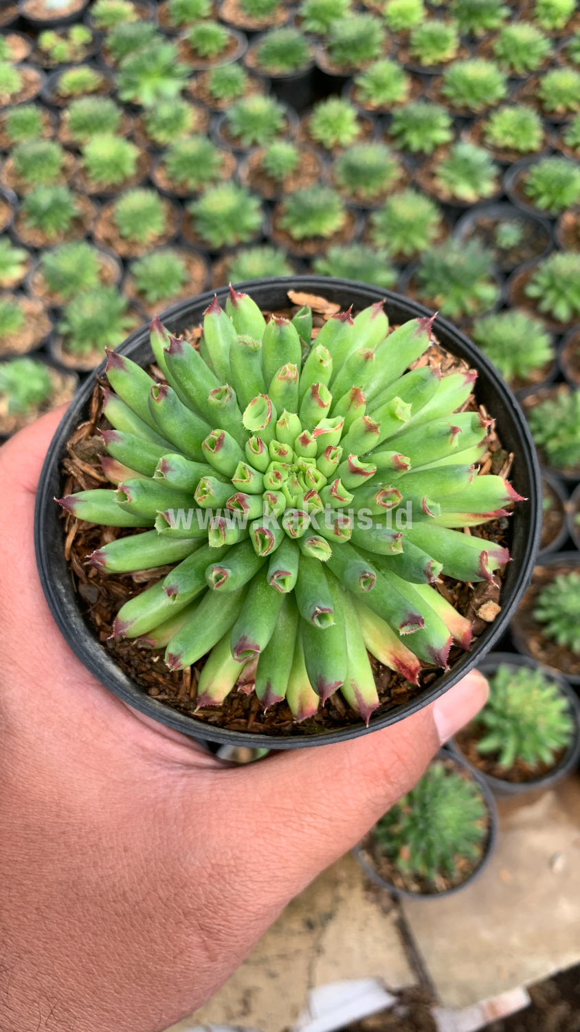 825. Sempervivum Tectorum Oddity - Image 2